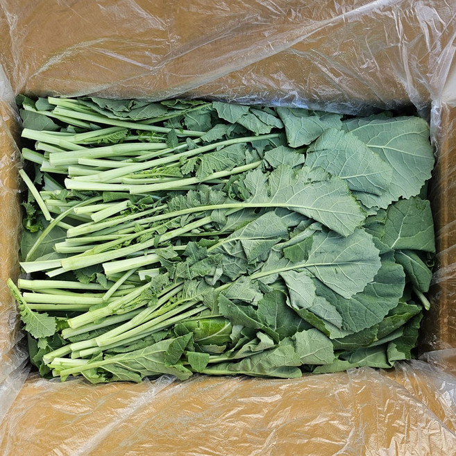 클릭마켓 국내산 유채나물 4kg 봄나물 동초 시나나빠, 1박스