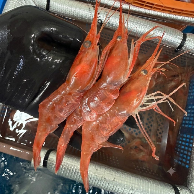 청정씨푸드 동해안 활 단새우 500g 손질 20p, 1개, 가성비 손질 단새우(사이즈 소) 20p