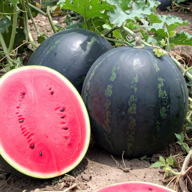 [한정특가] 고당도 프리미엄 흑수박 꿀수박, 1세트, 흑수박 4kg 내외