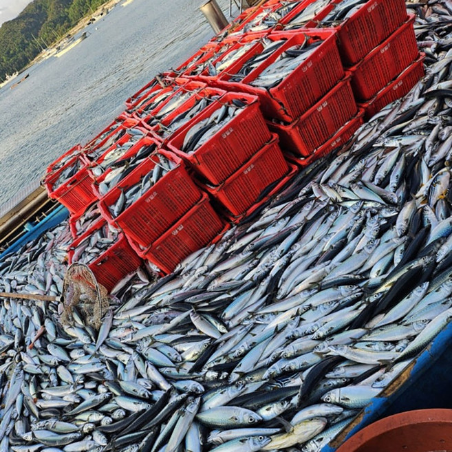 고등어배 만선 부산 참고등어 자반고등어 대짜 10마리, 1개