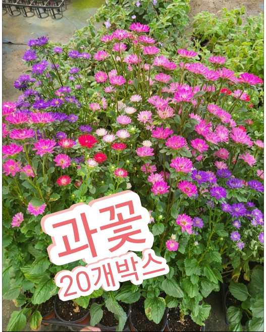 과꽃 20개박스/올해도 과꽃이 피었습니다