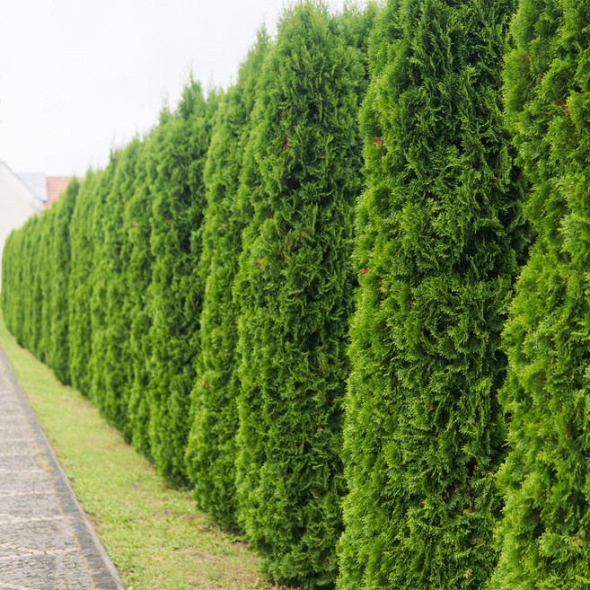 [충북농원] 에메랄드그린 묘목 - H0.6~H1.2 분묘, H0.4/분, 1개, 4. H1.2/분