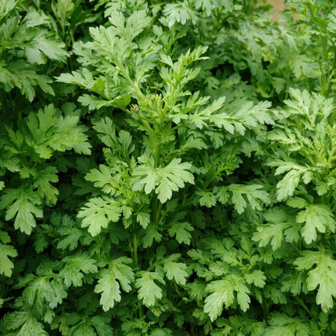 [신일농산] 국내산 하우스 쑥갓 4kg, 1박스