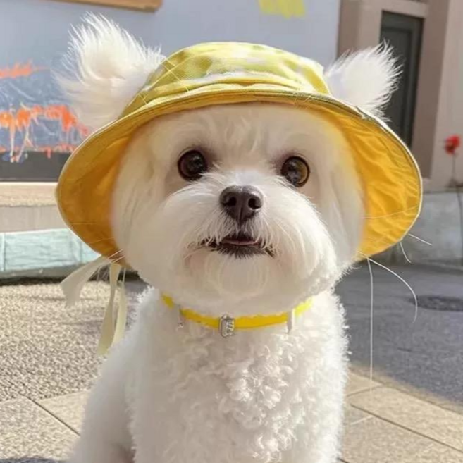 Warmth 강아지 모자 강아지 썬캡 고양이 모자 안벗겨지는 애견모자, 1개, Yellow