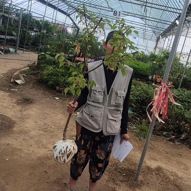 자두나무 묘목 추희가을자두 3년생 4년 왕자두 로얄대석 나무, 왕자두 3년 분묘, 1개