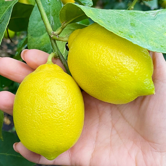 껍질째 먹는 무왁스 제주 레몬, 제주 레몬 2kg 혼합과