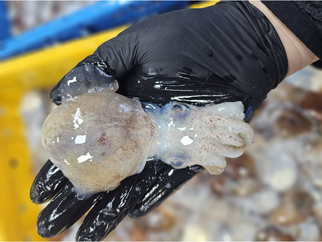 귀오징어 울진 죽변항 프리미엄 선별 귀꼴뚜기 급냉 생물, 1박스, 1kg