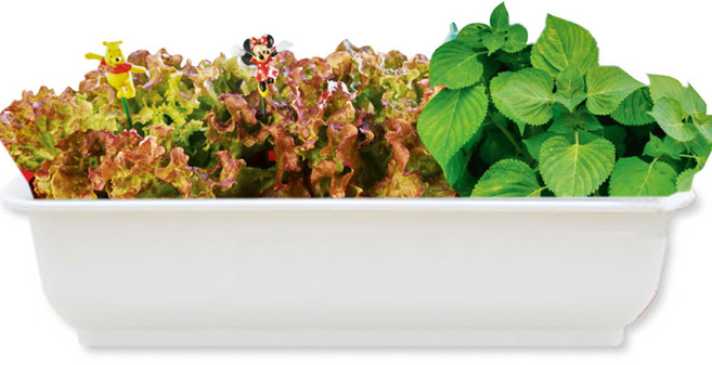 세경팜 고기쌈 텃밭세트(상추 깻잎) 키우기, 화이트화분(상추,깻잎)