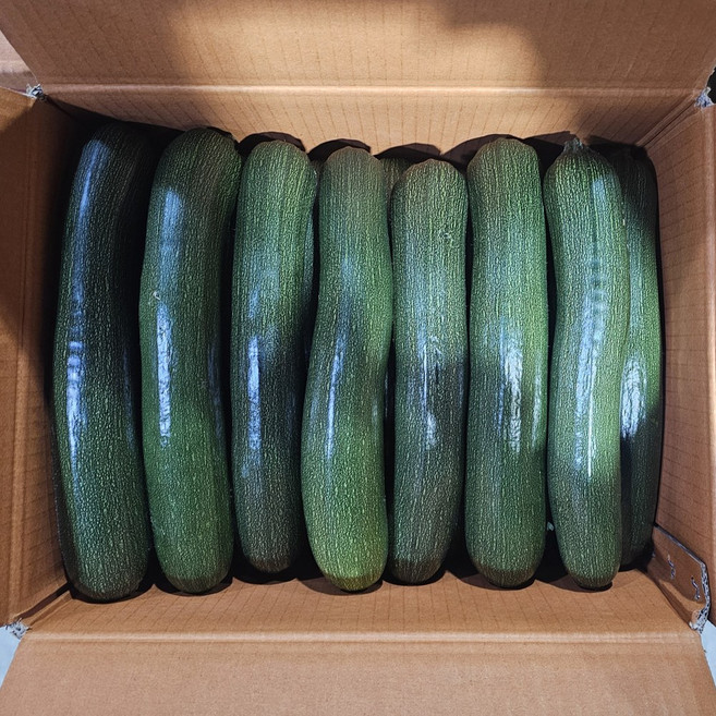 클릭마켓 국내산 쥬키니호박 특품 주키니호박, 1개, 특 10kg