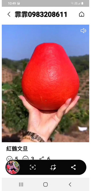霏霏園藝 紅鶴文旦 3-4年苗 每年結果