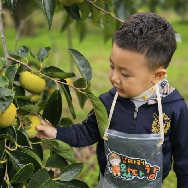 (산지직송) 당도보장 16brix 진영 프리미엄 고당도 특품 꿀 햇단감 5KG 특등급 (27과내외), 27과 내외