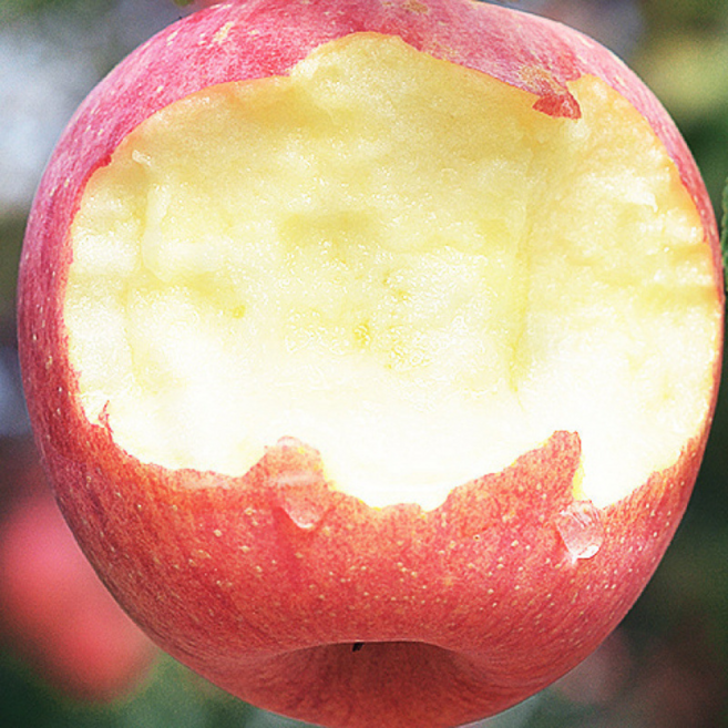 [당도선별 산지직송] 아삭달콤 벌꿀맛 로얄부사 가정용 사과, 1박스, 2kg(소과)