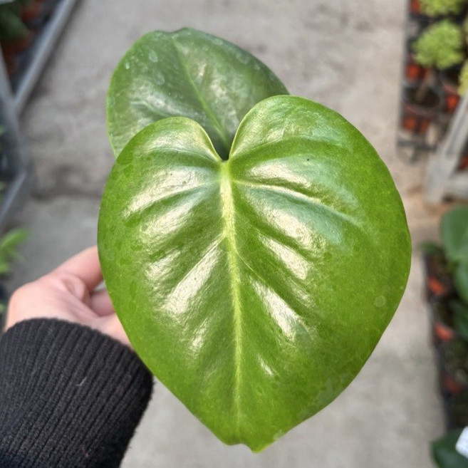 공기정화에 좋은 귀여운 미니 몬스테라~, 1개