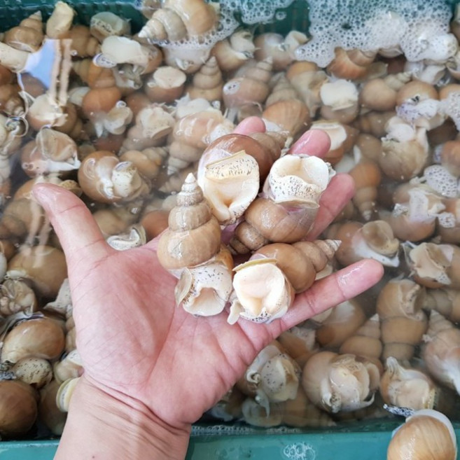 자연산 생물 백고동 1kg, 1개, 1kg 중(25-40미)