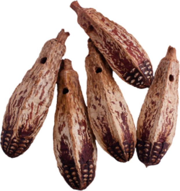 카람볼라 마호가니 열매