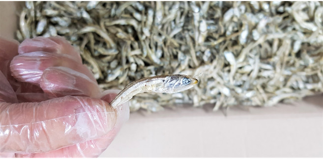 통영 가이리멸치 고급 1kg 거제 남해 마른멸치 조림 볶음멸치 볶음용 건멸치 자멸치, 1개