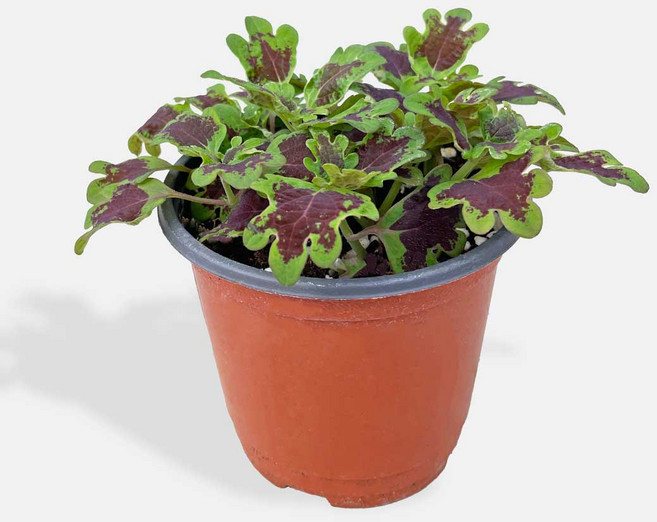 마이플랜트 콜레우스 잉키핑거스 소형, 1개, 단일