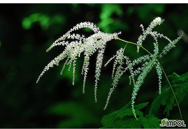 [평창]눈개승마(울릉도), 5개