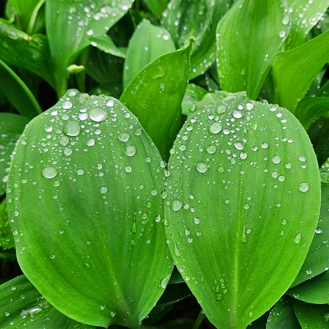 생채 강원도 산지직송 울릉도종 명이나물 산마늘, 1kg, 1개, 대명이(쌈&짱아찌용)