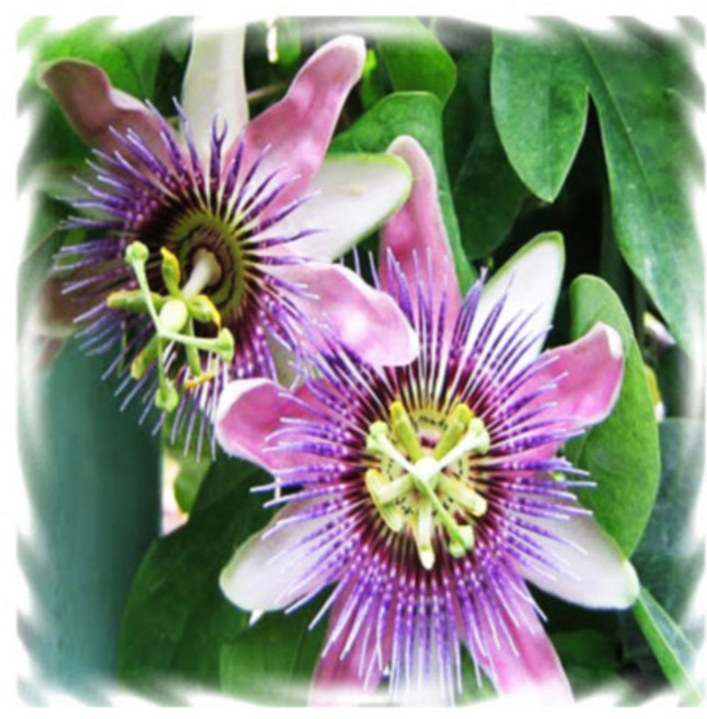 꽃모종 시계초, 벨로티 :9cm분, 1개