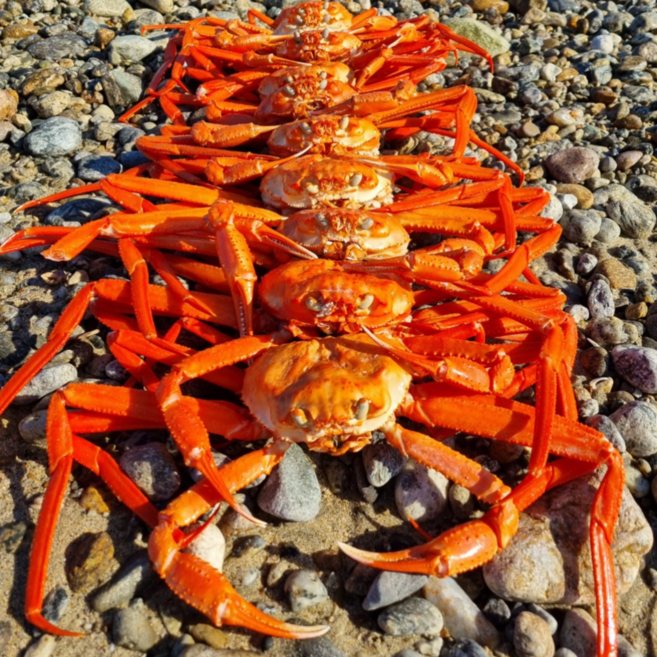 자숙 홍게 3kg, 1박스