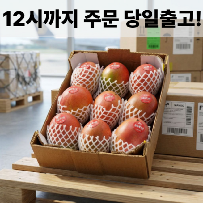 [망고성지] 항공직송 고당도 애플망고 선물세트 당도선별, 1박스, 항공직송 애플망고 8-9과 (3.2KG내외)