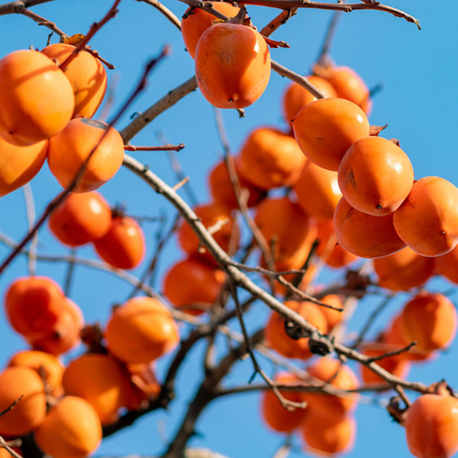 상상정원 대봉감 감나무 묘목 - 분묘, 1개, R2/분