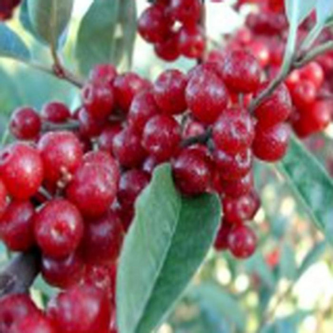 조경수 묘목 -가을보리수-가넷 삽목1년 -2주묶음 TR208