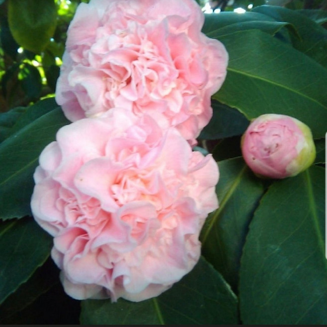 향기 서향동백나무 대품 야생화 노지월동 건돌이, 1개, 기본