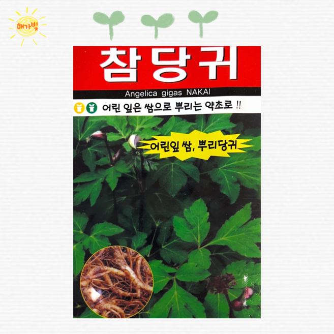 참당귀 200립 쌈채소씨 씨앗 씨 종자, 1개