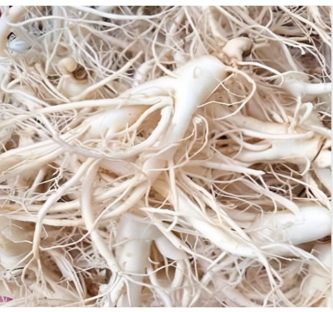 금산 인삼 파삼 6년근 5년근 수삼 국내산 난발삼 파삼 막삼 삼계탕용 인삼 25-30뿌리, 1개, 500g