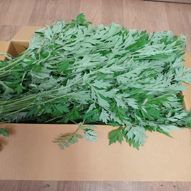 [너와 함께라면] 생쑥 1Kg 010 8478 6447 경남