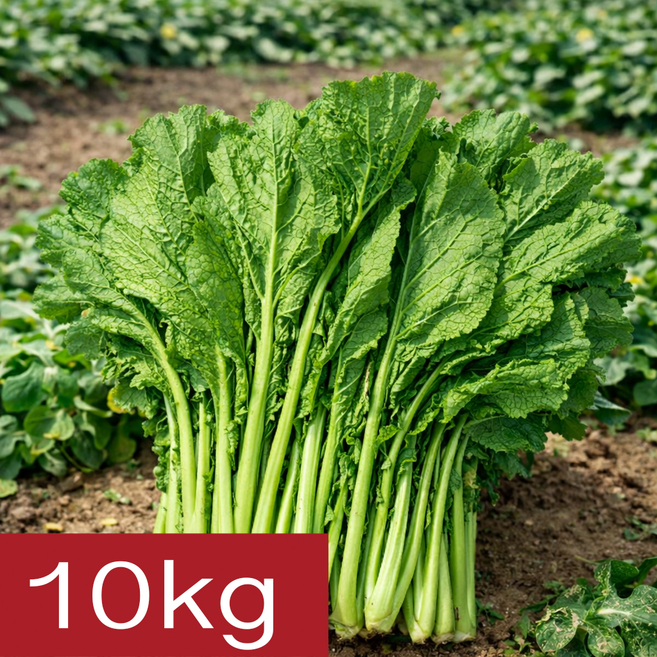 [말똥이네] 돌산생갓 산지직송 당일수확 싱싱한 갓, 1개, 10kg