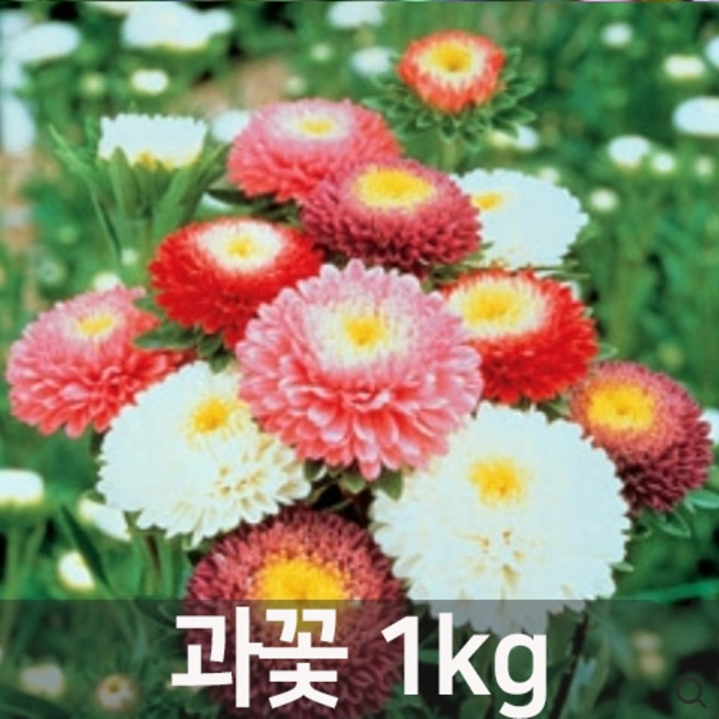 아시아종묘 씨앗 꽃 과꽃 1kg, 1개