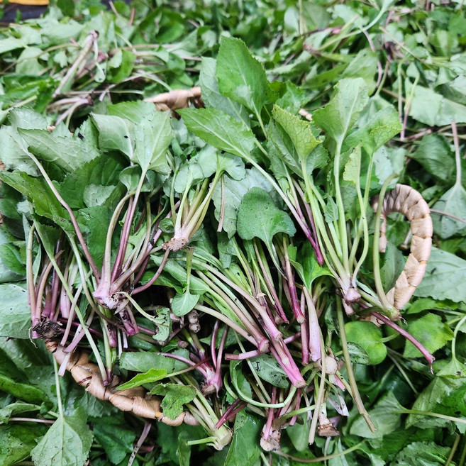 [오늘도산들해] 국내산 광양 산지직송 당일수확한 봄나물 취나물 생취나물, 250g, 1개