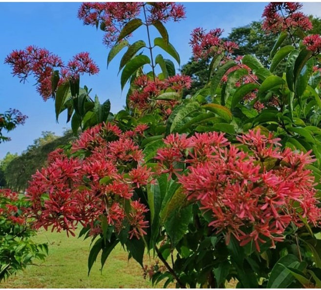 광일농원 칠자화 100cm 묘목 2주 묶음 향기나무 자스민향, 2개