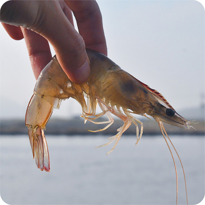 산지직송 활흰다리새우 1kg 26년 첫출하 생새우 고당도 왕새우 신선한 활새우, 1개, 활 흰다리새우 1kg