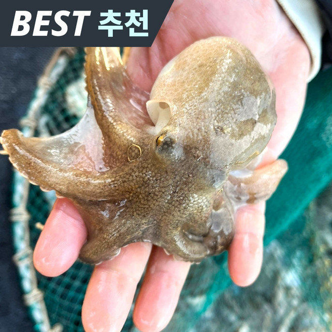 [마감임박] 제철대란 당일조업 탱글쫄깃 쭈꾸미, 1박스, 1kg