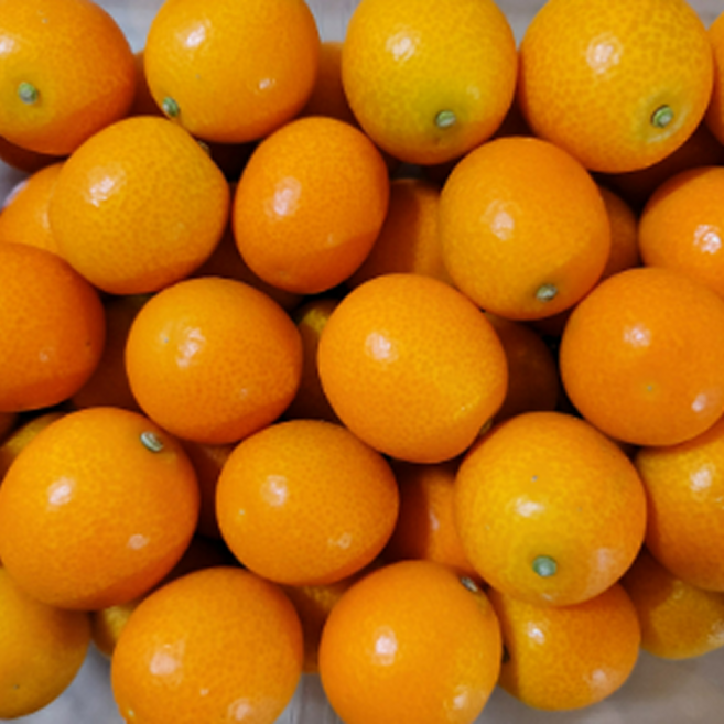 [프리미엄농가]새벽선별 당도보장 꿀14brix 제주 금귤, 1개, 1kg