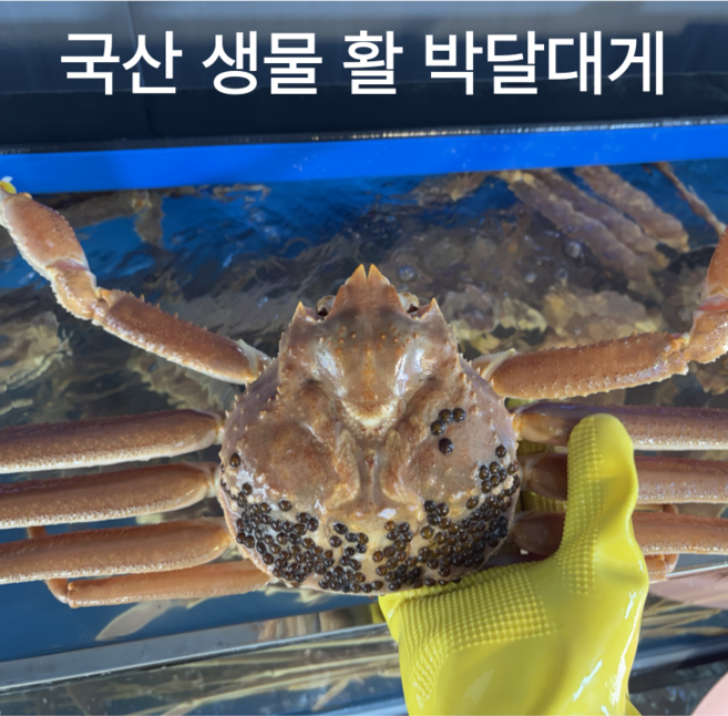 [생물 활박달대게 ] 꽉찬 국산 박달대게 수율90% 영덕 포항 구룡포 울진, 1박스, 생물 국산박달대게 2kg (4~6마리 살수율90%이상)