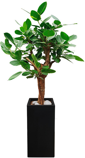 도자기랑나무랑 개업 개원 축하화분 거실반려식물 실내공기정화 금전수 뱅갈고무나무, 1개, 뱅갈고무나무 거실화분 DLP-251