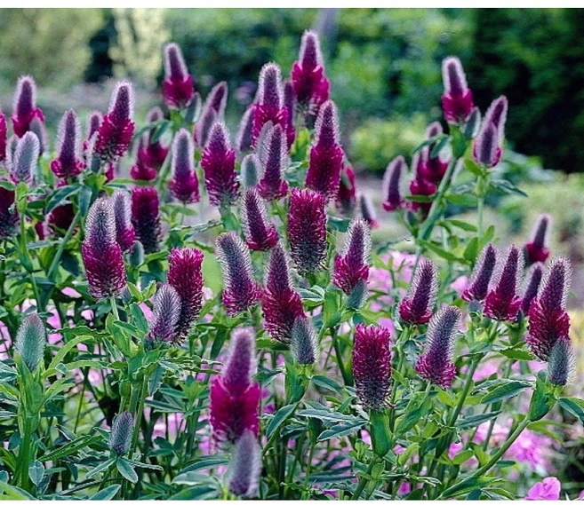 [비젼플라워] (야생화놀이터)--노지월동--베란다월동-$&&--붉은깃털토끼풀-루벤스클로버, 1개 - 쿠팡