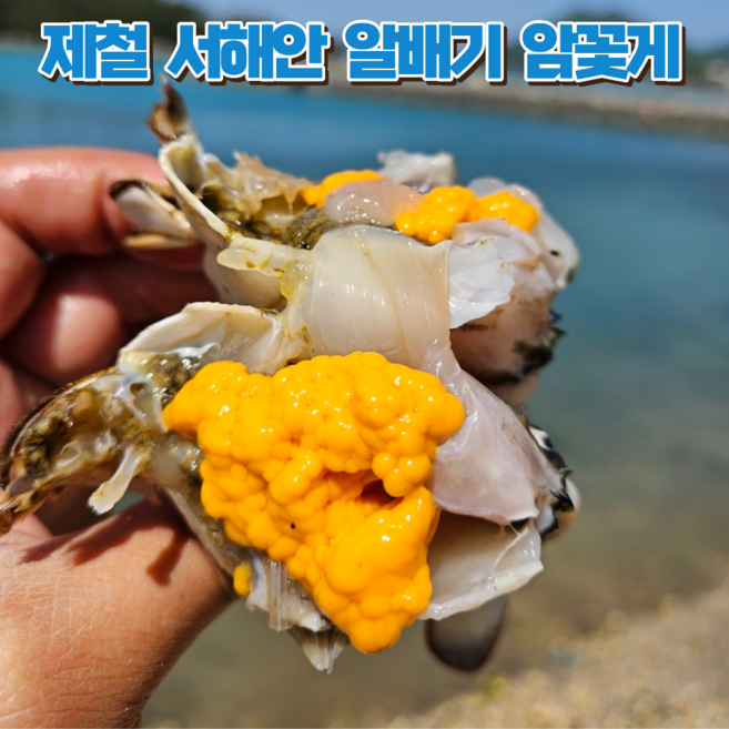 [새벽조업] 산지직송 국내산 생물 암꽃게, 1박스, 1kg