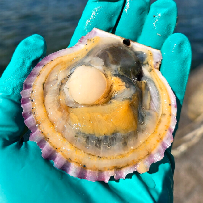 [양식장직송] 통영 홍가리비 비단가리비 특대 20미 내외, 1박스, 8kg(160미 내외)