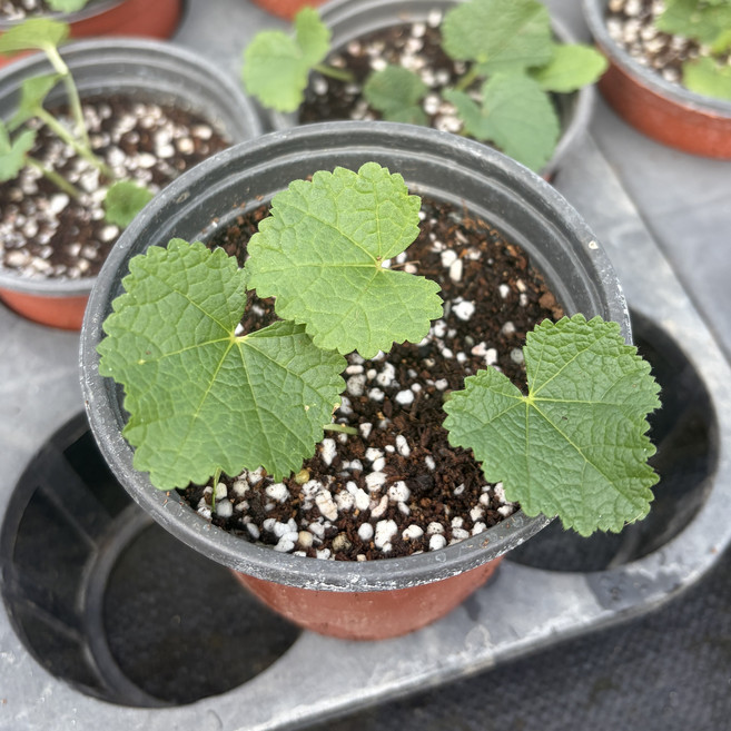 겹접시꽃 모종 3종 세트 살몬 로즈 핑크 더블 접시꽃 모종 조경용 야생화 여름 꽃모종 소품 스프링 셀러브리티, 3개