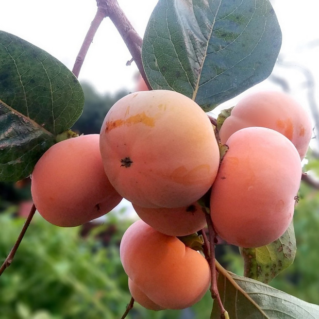 [라이브묘목농원] 차량단감나무 묘목 1년생 특묘 단감묘목 감나무 감묘목 감모종 과수, 1개, 묘목