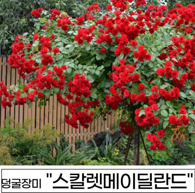 넝쿨장미 나무 3년생 1-2지 독일장미 사계장미 사계넝쿨, 1개, 스칼렛메이딜란드