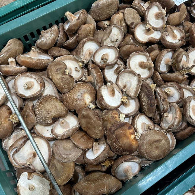 생 표고버섯 못난이 파지 표고 업소용 백씨네 농산물, 1개, 10kg