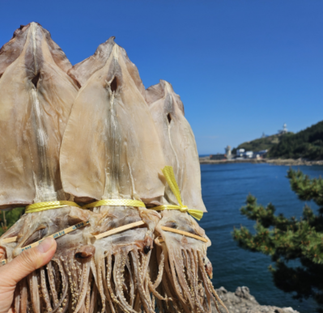 동해안 영덕 국내산 마른오징어 반건조오징어 10마리 20마리, 10개, 1.5kg