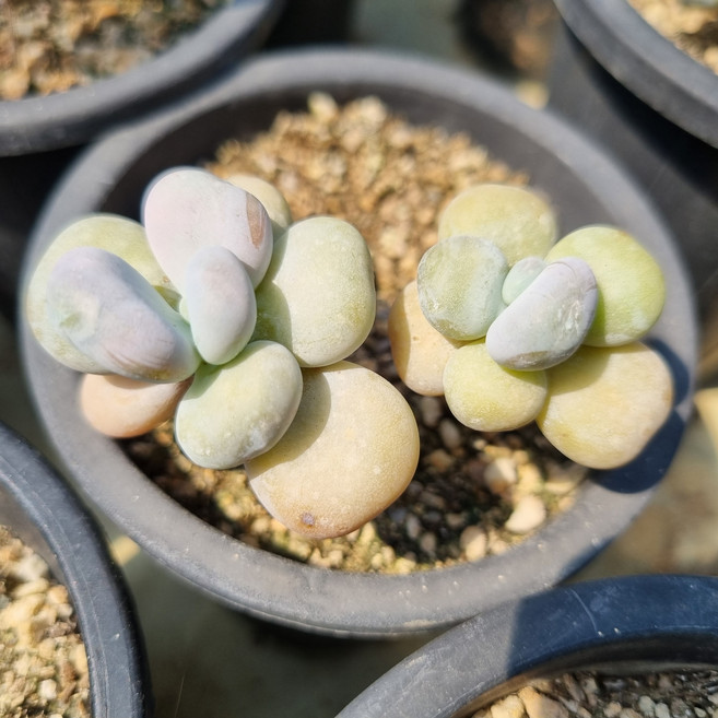 [수암다육] 오비포럼 랜덤발송 Pachyphytum oviferum 랜덤발송 다육 다육이 다육식물 385 오비페룸 성미인, 1개